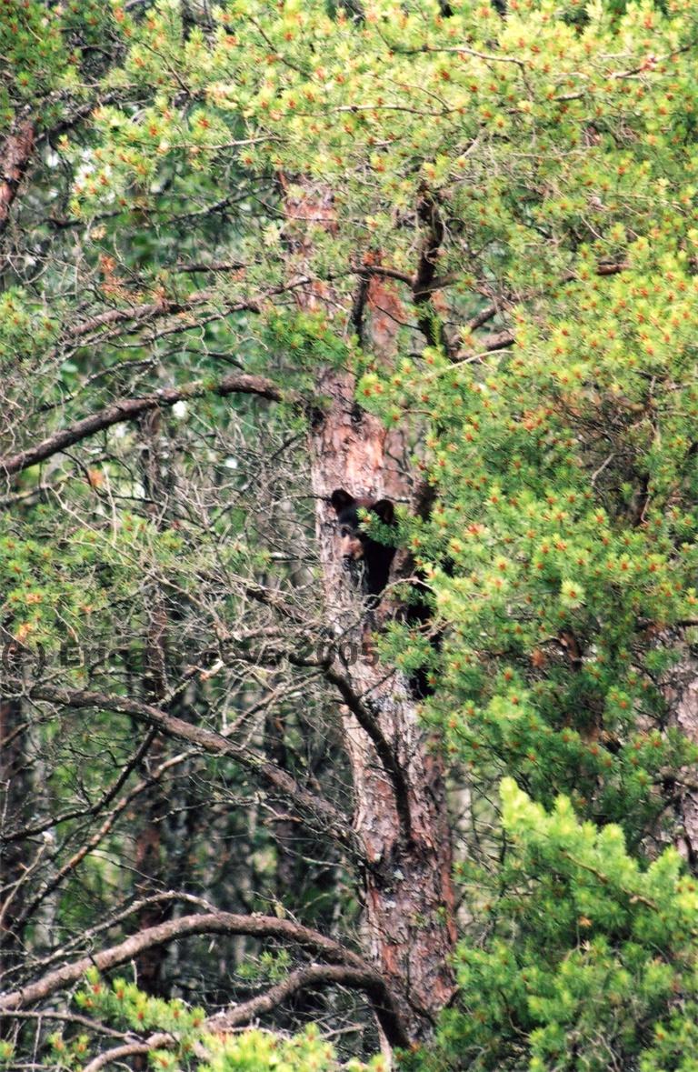 Baby bear peeks from a tree