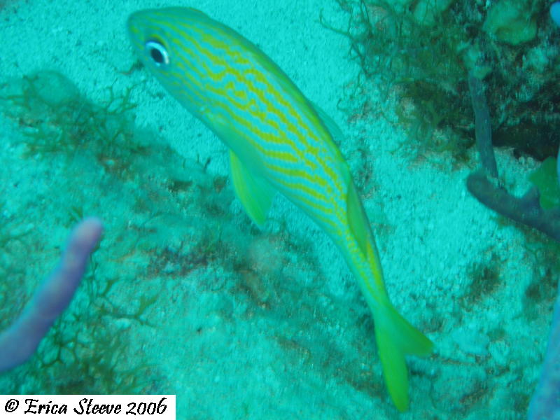 Diving in St Thomas -Yellowtail snapper