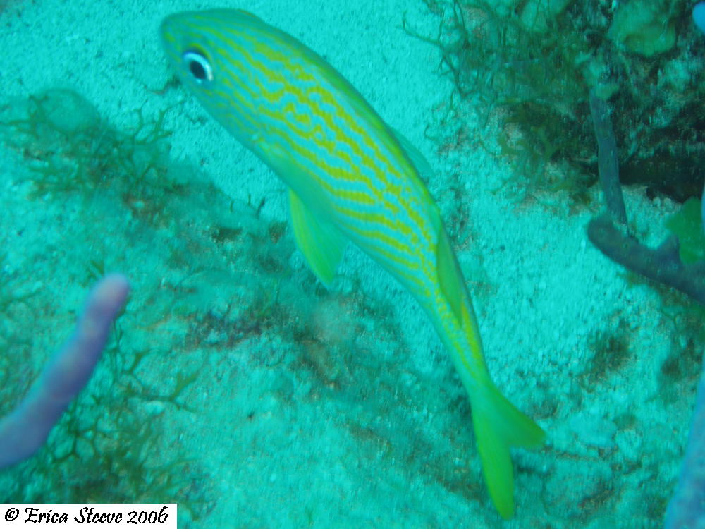 Diving in St Thomas -Yellowtail snapper