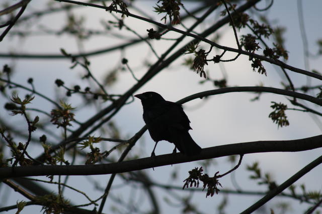 Black Bird