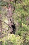 Baby Bear in tree