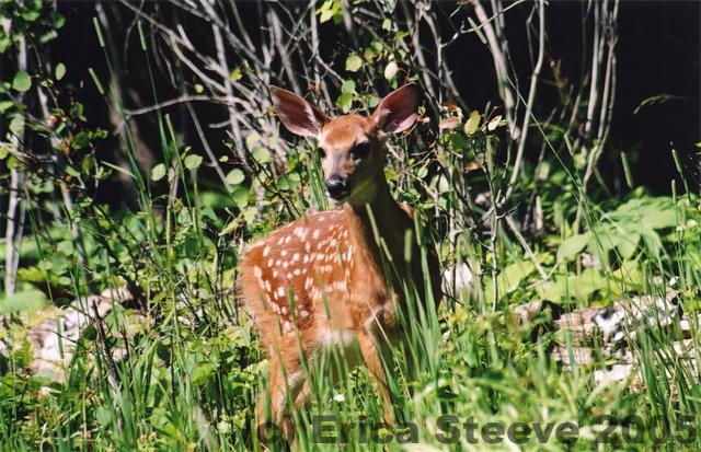 Another picture of the baby deer.