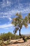 Desert Tree, Spring in Arizona