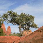 Rocks & Tree