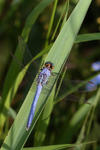 Big blue dragonfly