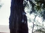 1958, 06:  cat in tree