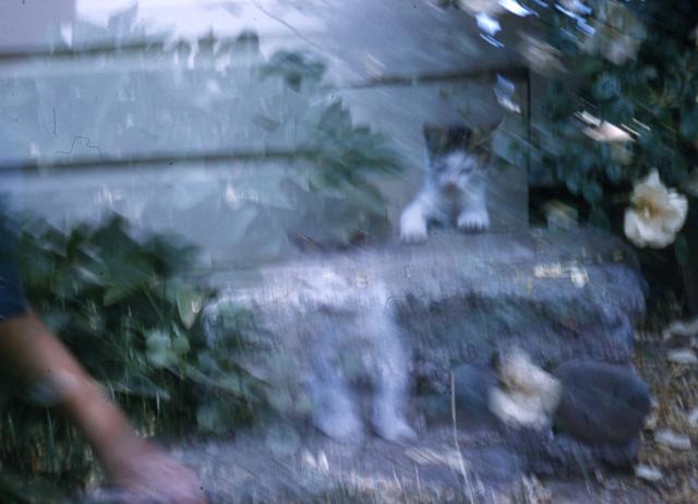 1958, 06:  blurry cat