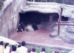1971: gorillas at San Diego Zoo
